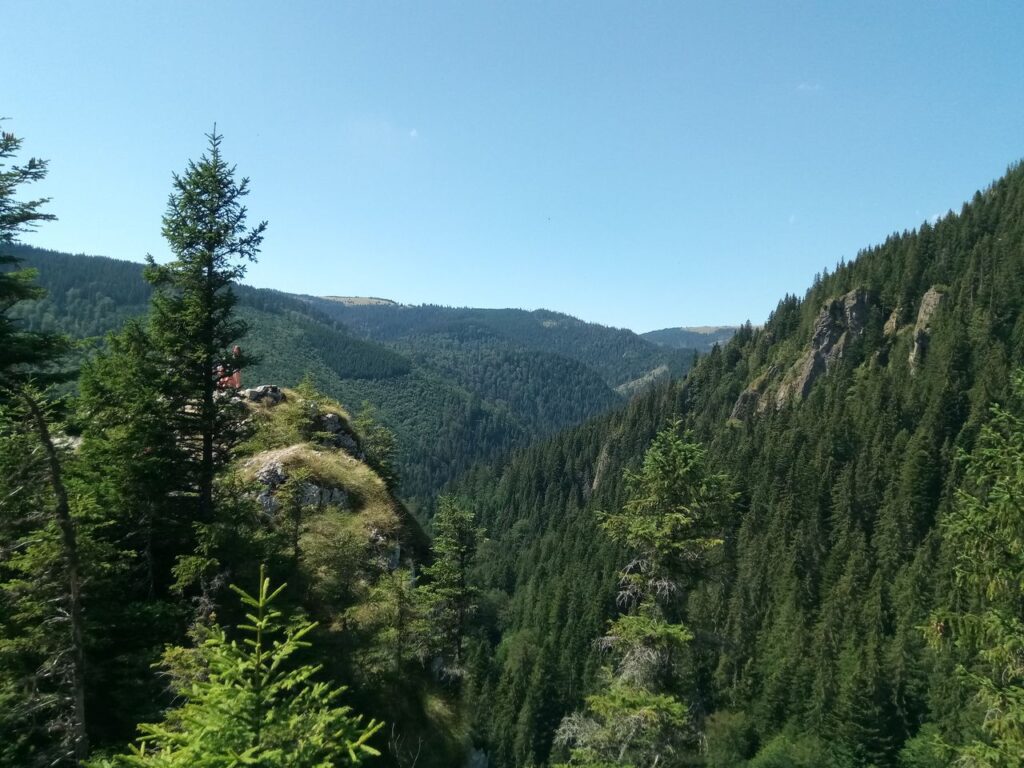 Breathtaking landscape of the Carpathian Mountains in Răchițele, Romania with lush pine forests.